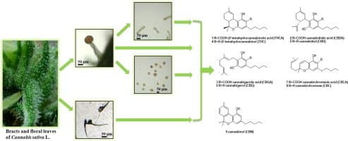 Laser dissected glandular trichomes