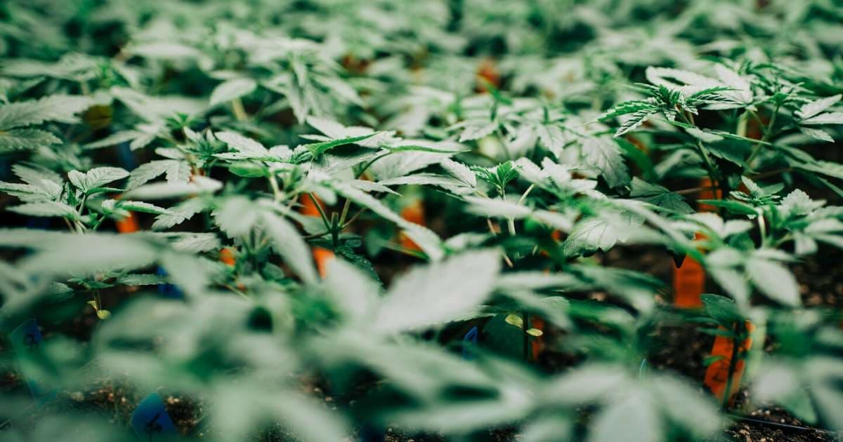 Raw Source Material - vape technology guide